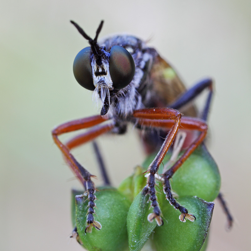 Asilidae forse parassitato?